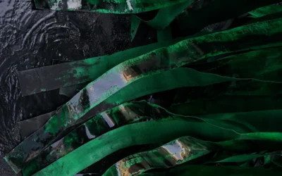 ALGAE UNVEILED